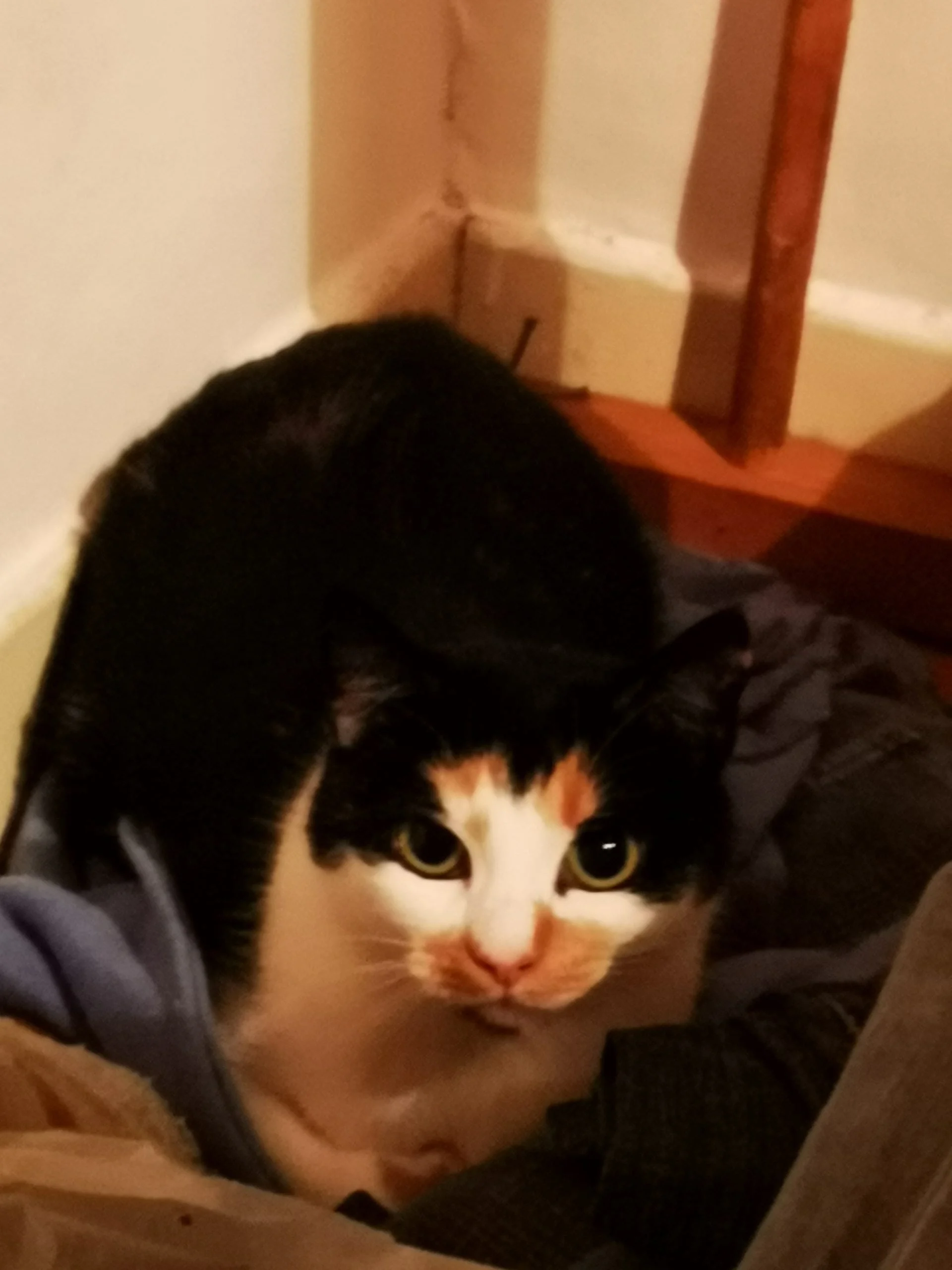 Luna
