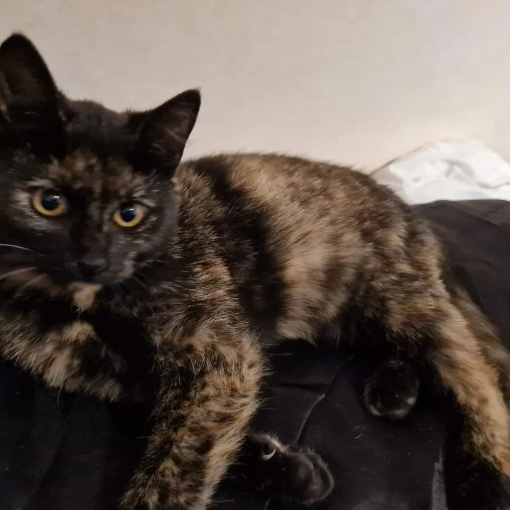 Mojja