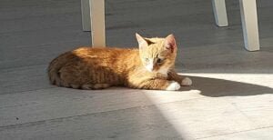 Fritz
