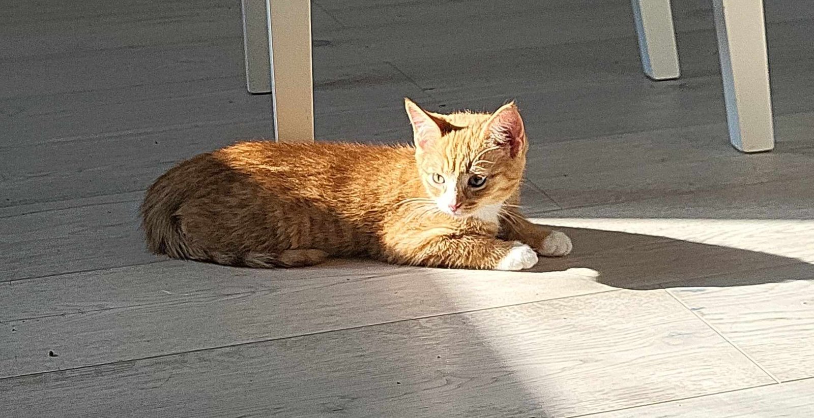 Fritz